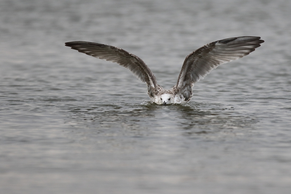 zilvermeeuw -1ste kalenderjaar- - Vogels - 