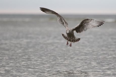 zilvermeeuw -1ste kalenderjaar-