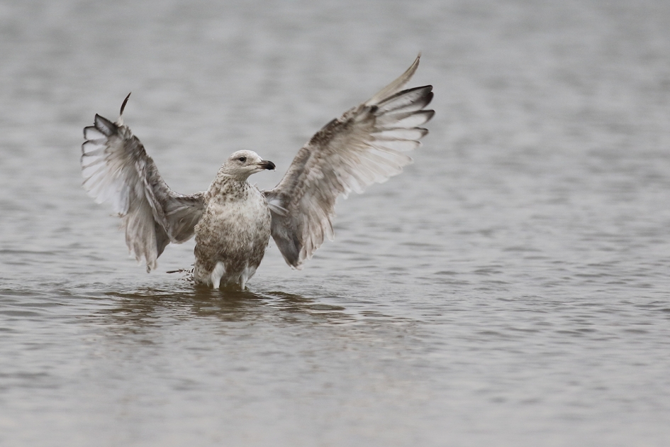 zilvermeeuw -1ste kalenderjaar- - Vogels - 