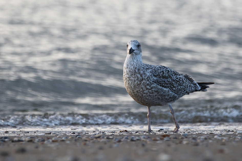 zilvermeeuw -1ste kalenderjaar- - Vogels - 