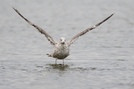 zilvermeeuw - 2de kalenderjaar-