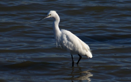 zilverreiger