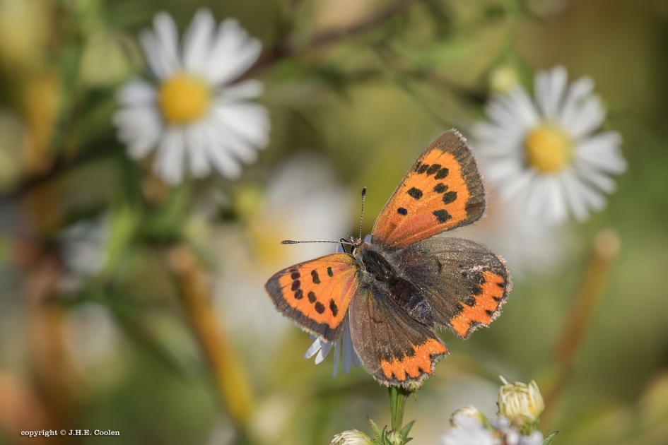 Zomer.... - Geleedpotigen - Kleine vuurvlinder