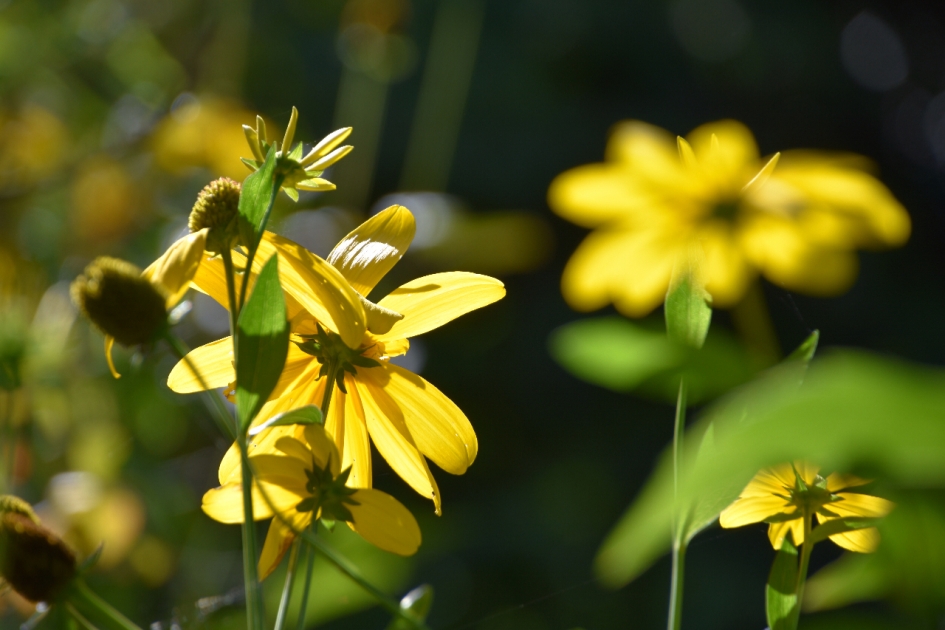 Zon op de laatste bloemen - Schimmels - 