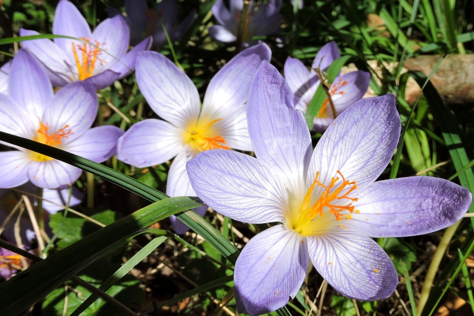 Zonnebadend in stijl - Planten - Herfststijlloos