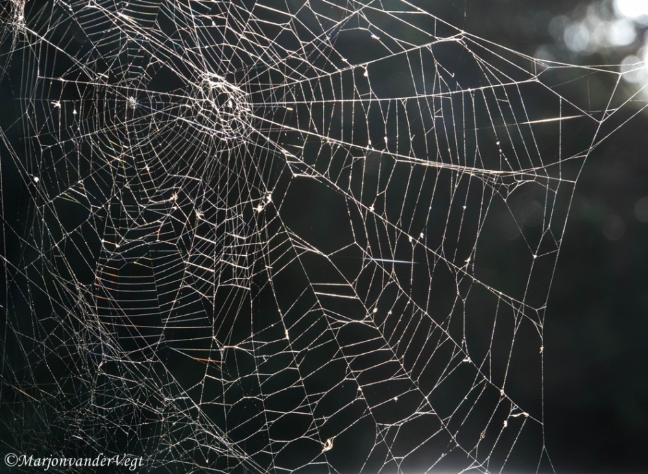 Zooitje ongeregeld - Geleedpotigen - spinnenweb