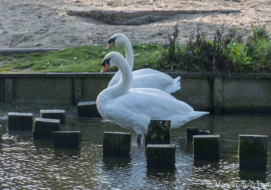 Zwanen - Vogels - Zwanen