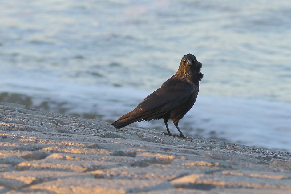 zwarte kraai - Vogels - 