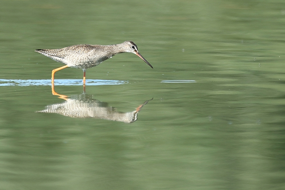 zwarte ruiter - Vogels - 