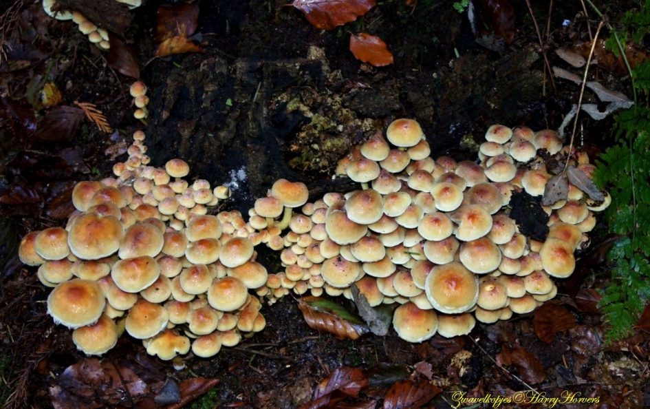 Zwavelkopjes - Schimmels - Zwavelkopjes