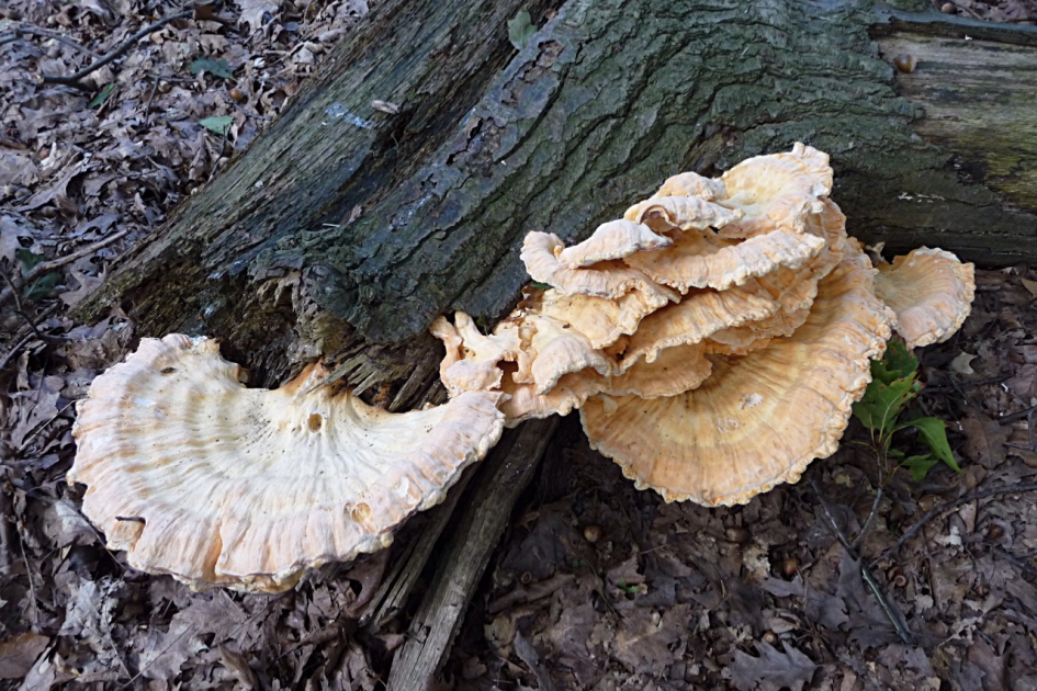 Dubbele zwavelzwam - Schimmels - 