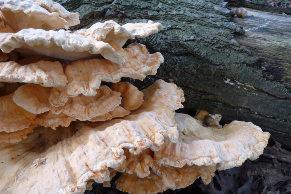 Mooie laagjes.. - Schimmels - 