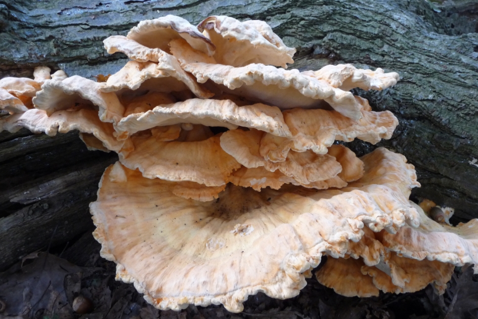 Zwavelzwam - Schimmels - 