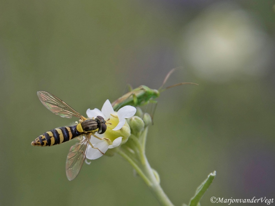 Zwevert & groene jongen - Geleedpotigen - 