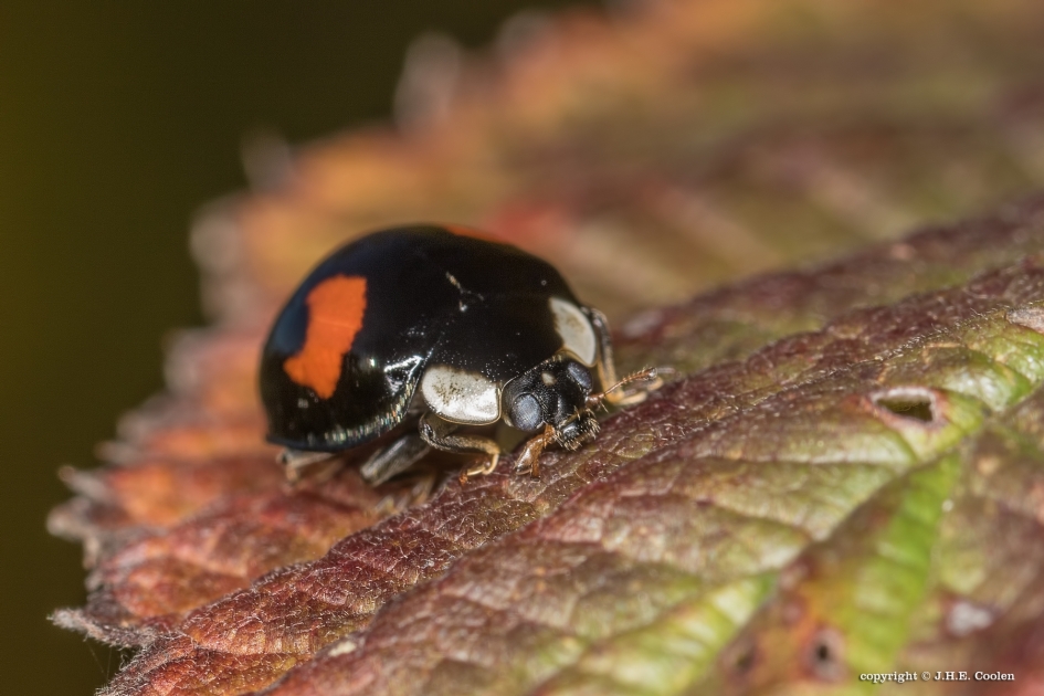 4vlek LHB - Geleedpotigen - Viervlek LHB