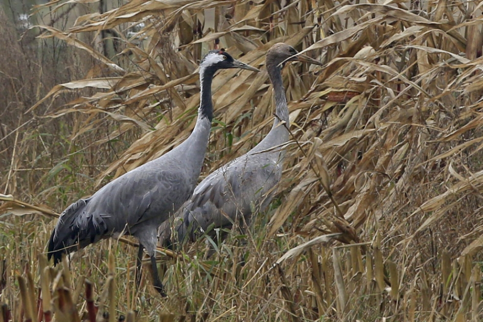 ... als de kippen ... - Vogels - Kraanvogel