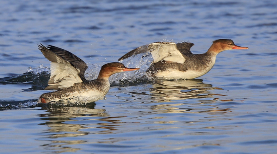 ... in beweging - Vogels - Middelste Zaagbek