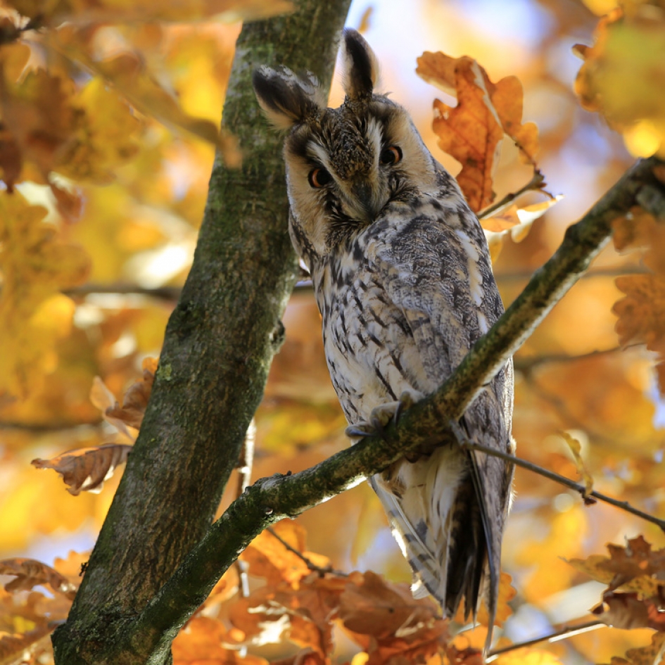 ... in herfstsfeer - Vogels - Ransuil