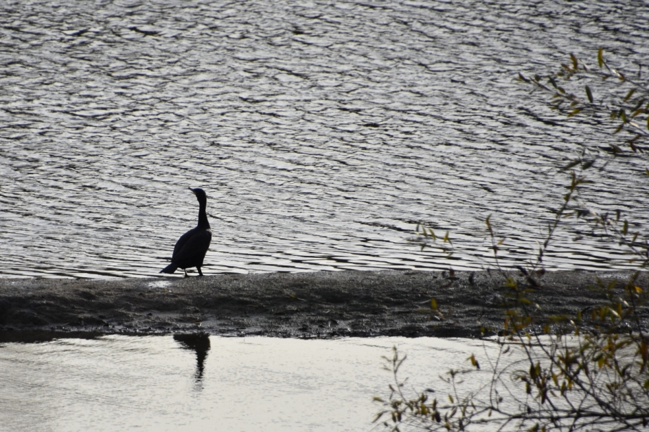 Aalscholver - Vogels - 
