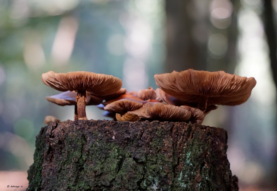 Aan tafel! - Schimmels - 