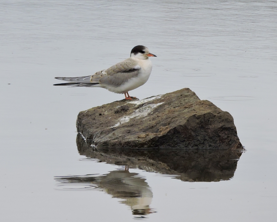 Acrobaat - Vogels - Visdief