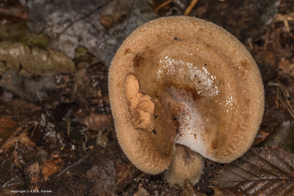 Als een..... - Schimmels - 