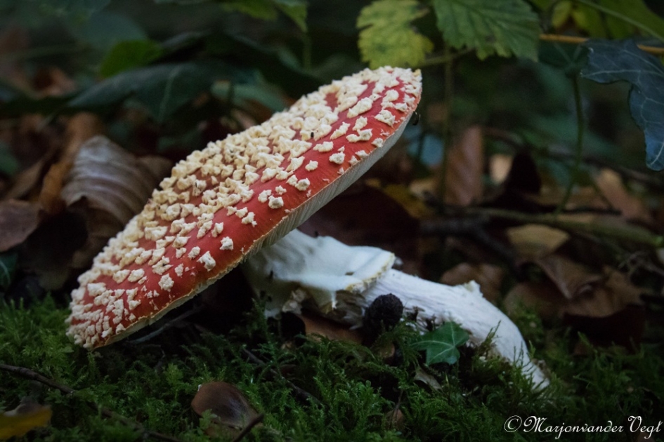 Amanita muscaria - Schimmels - Vliegenzwam