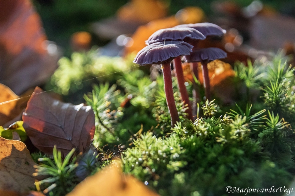 Ametistzwam - Schimmels - Ametistzwam