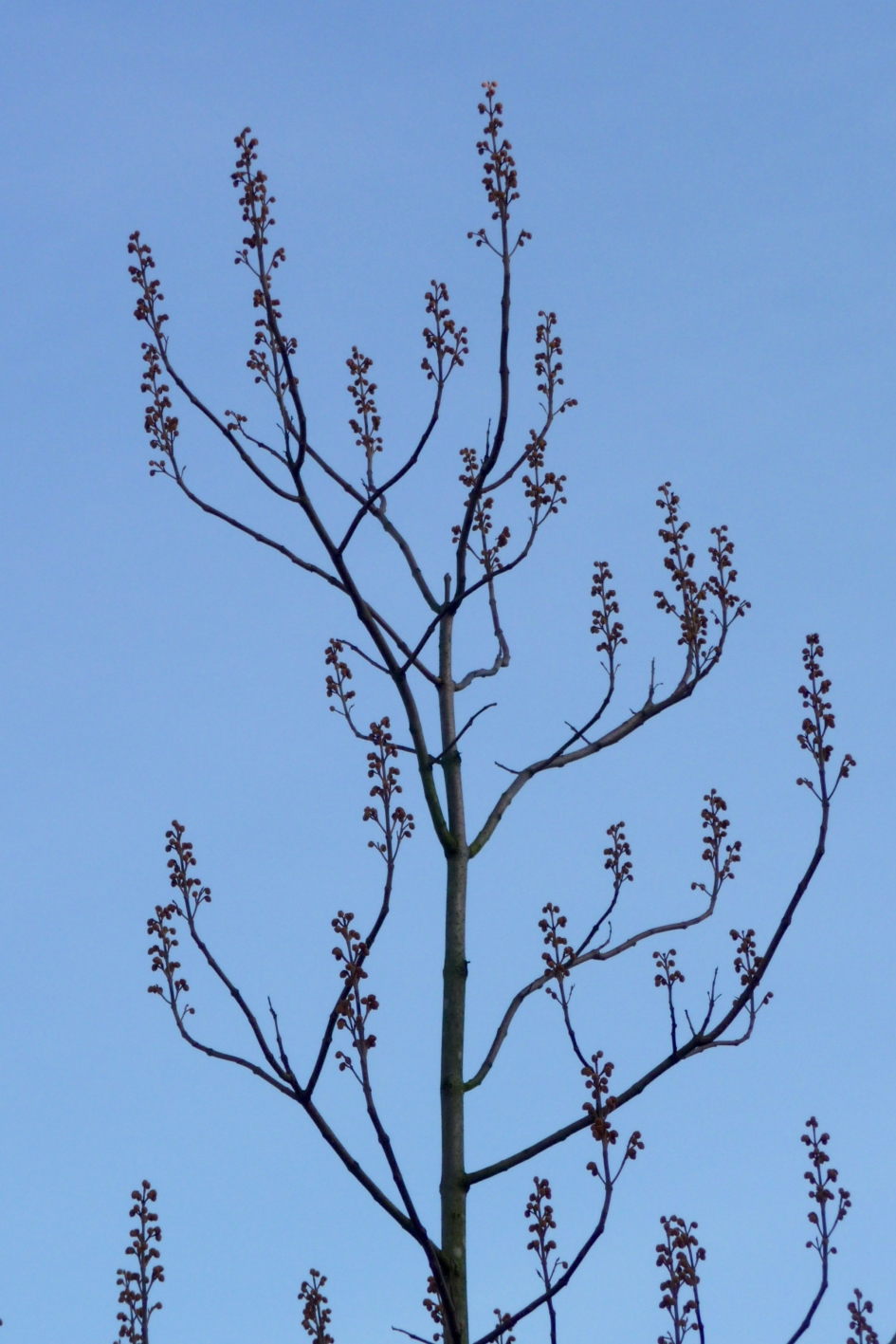 Anna Paulownaboom - Planten - 