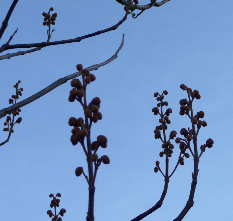 Anna Paulownaboom - Planten - 