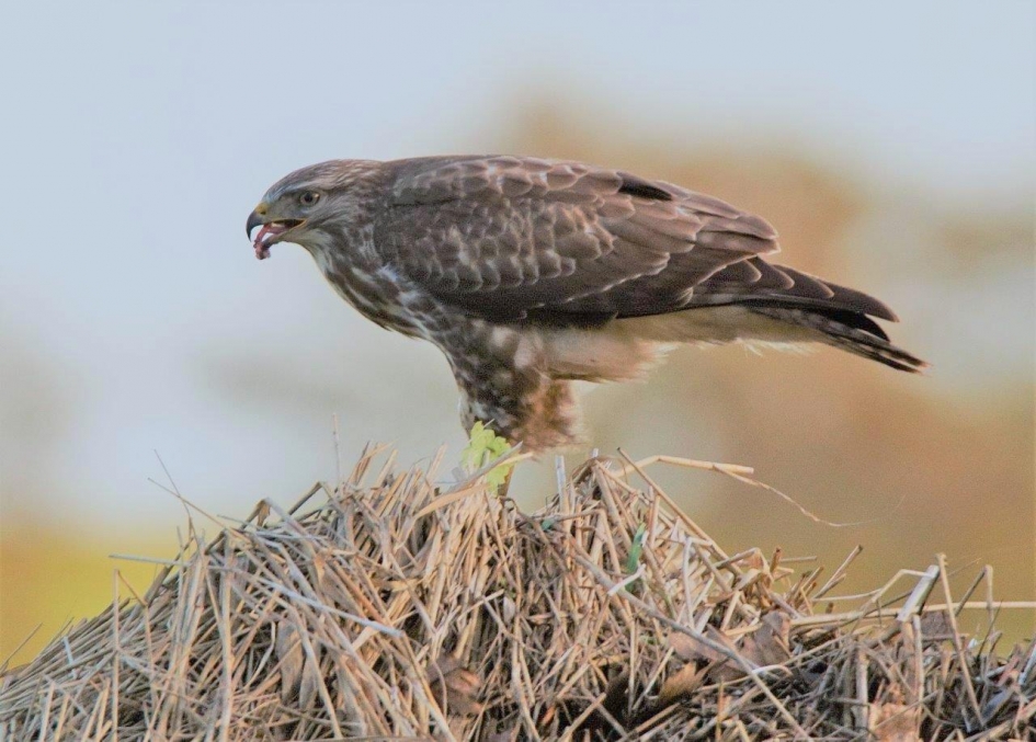Avond maal - Vogels - Buizerd