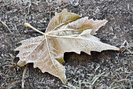 Esdoorn blad met rijp