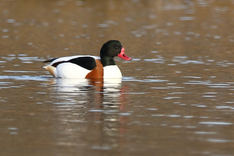 bergeend -m- - Vogels - 