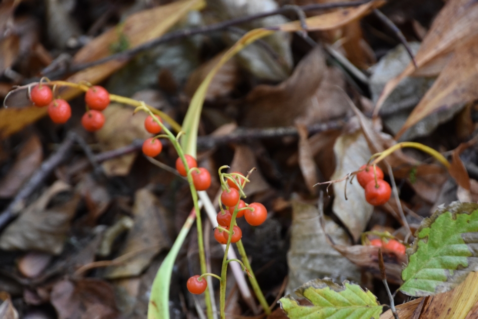 Besjes van de lelietjes-van-dalen - Planten - 