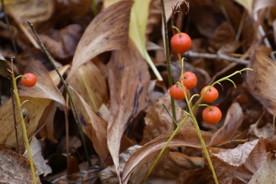 Besjes van het lelietje-van-dalen - Planten - 