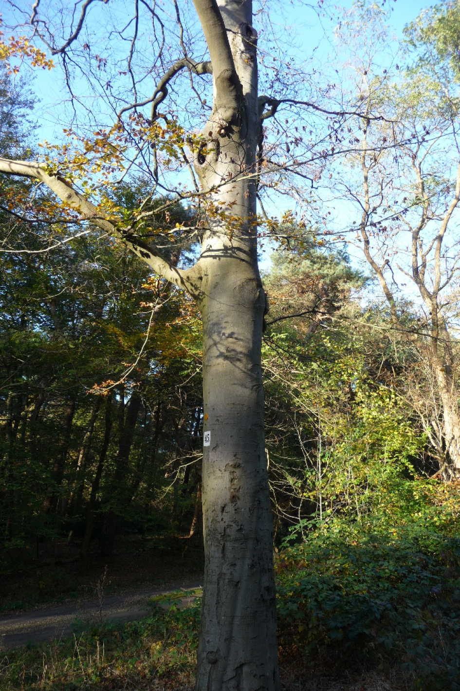 Beuk met porceleinzwammen - Planten - 