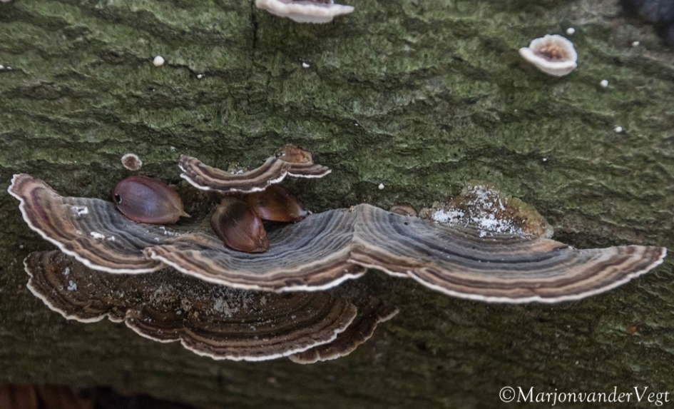 Beukennotenvanger - Schimmels - Elvenbankje