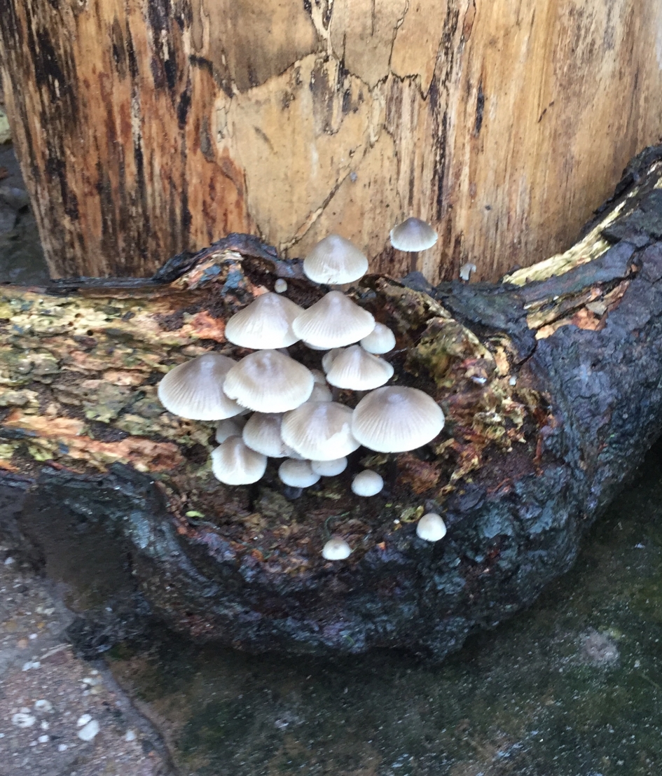 Beukentaailing - Schimmels - 