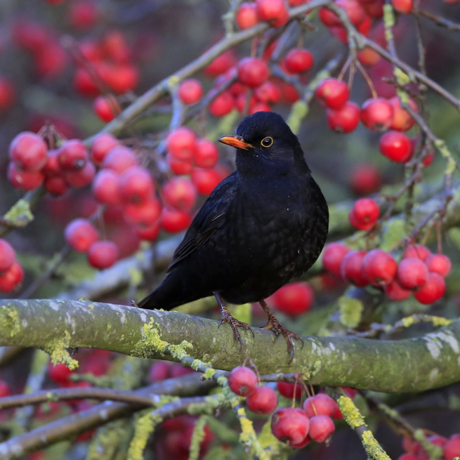Blackbird - Vogels - Merel