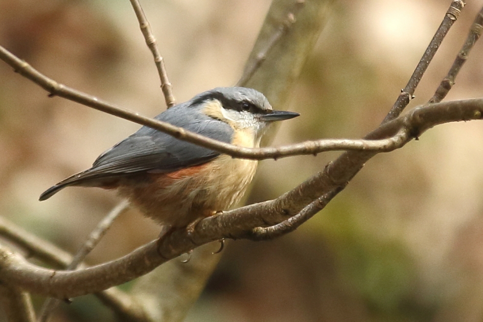 boomklever - Vogels - 