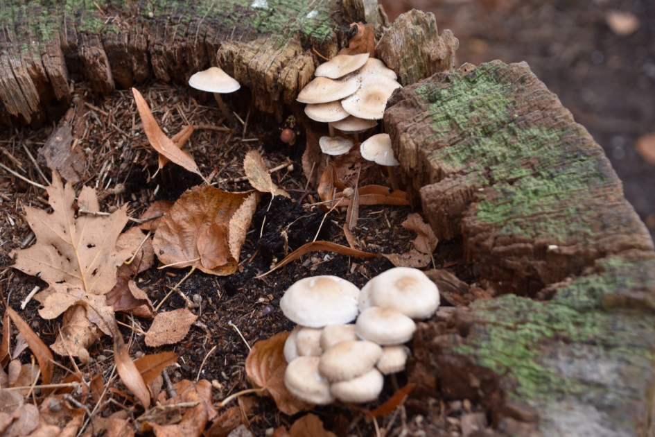 Boomstronk.... - Schimmels - 