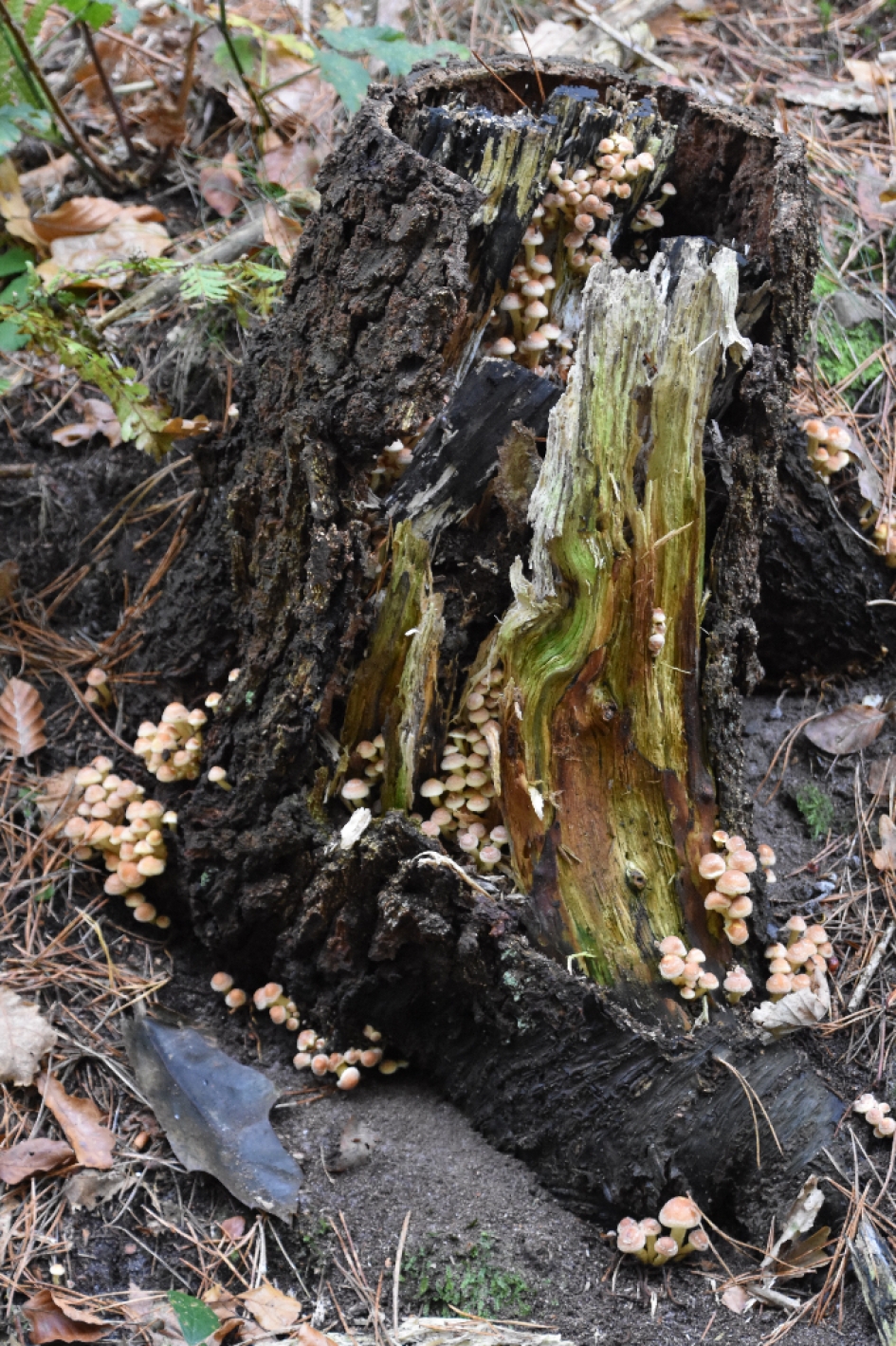 Boomstronk met mini paddenstoeltjes - Schimmels - 
