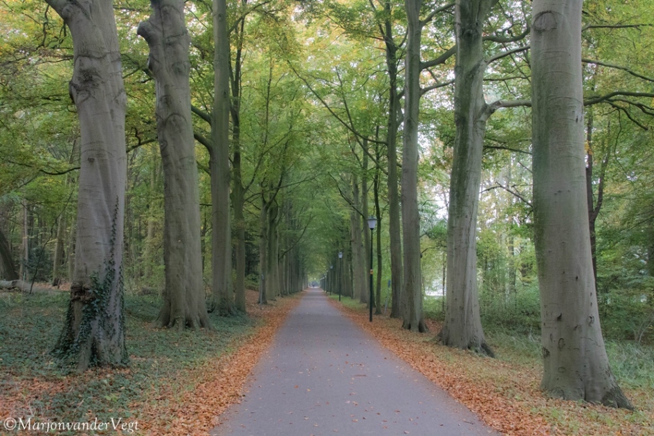 Boomvolk - Overig - Bomen