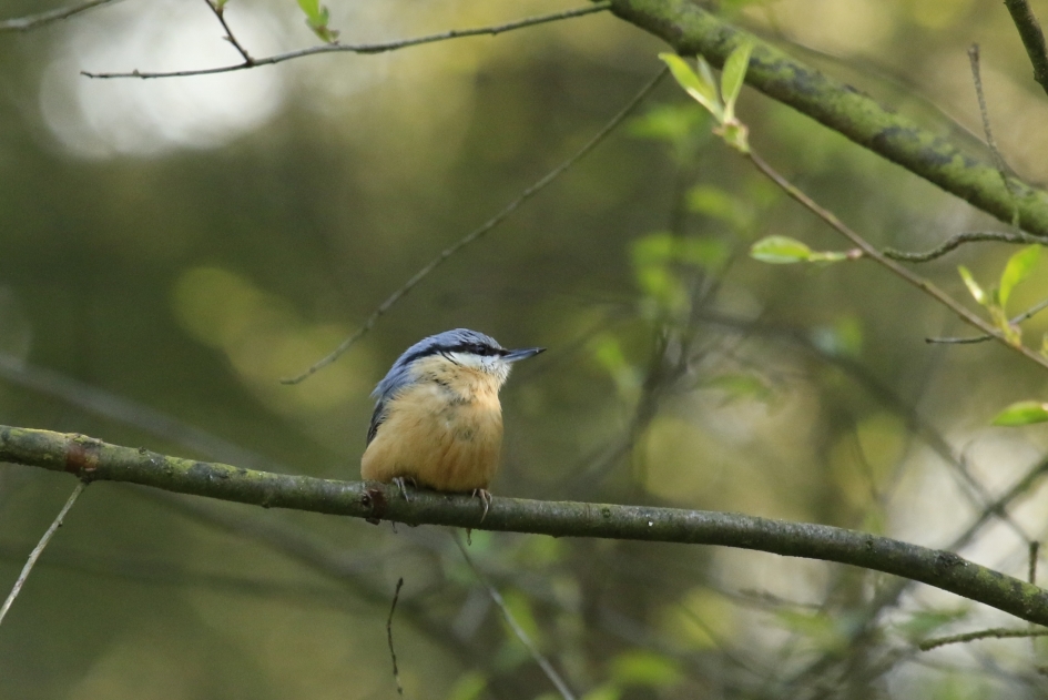 boonklever - Vogels - 