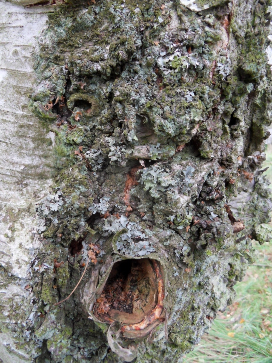 Bosmonster - Overig - 