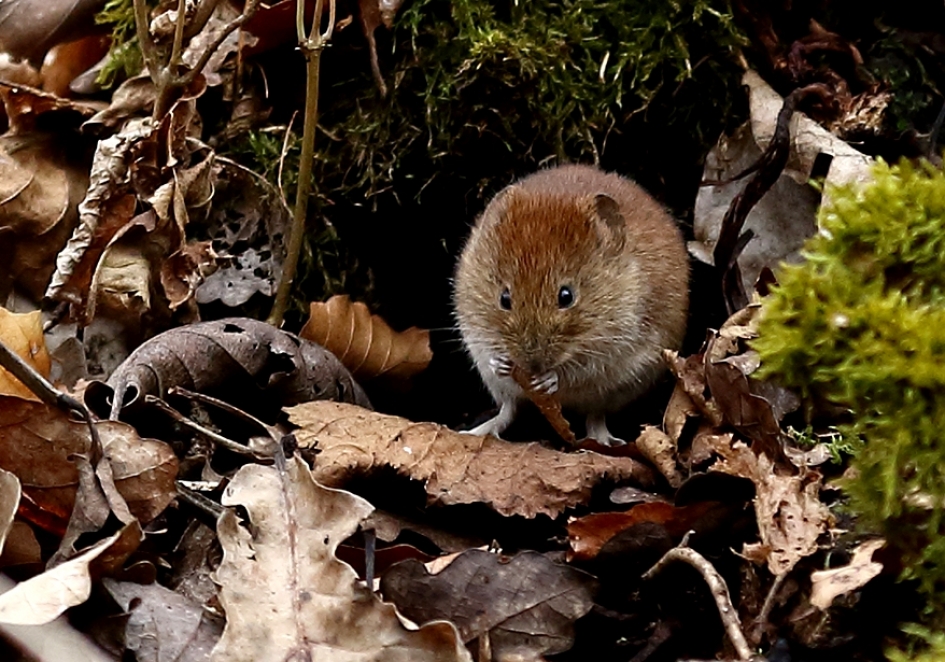 bosmuis - Zoogdieren - 