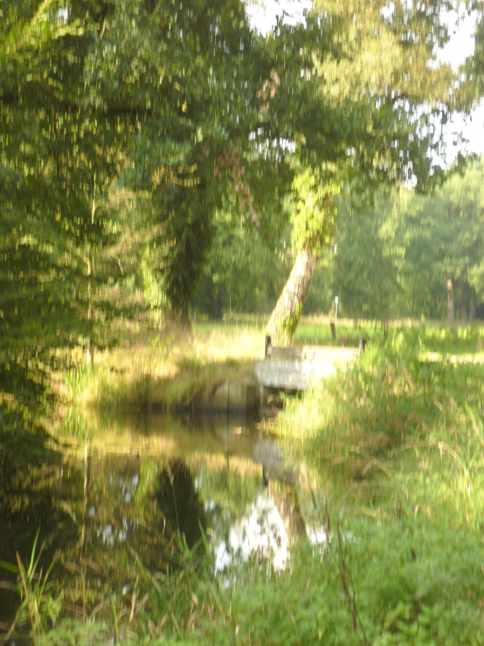 boszicht - Planten - Bos