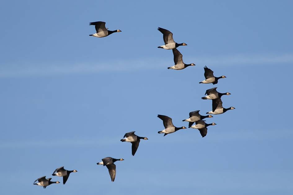 brandgans - Vogels - 