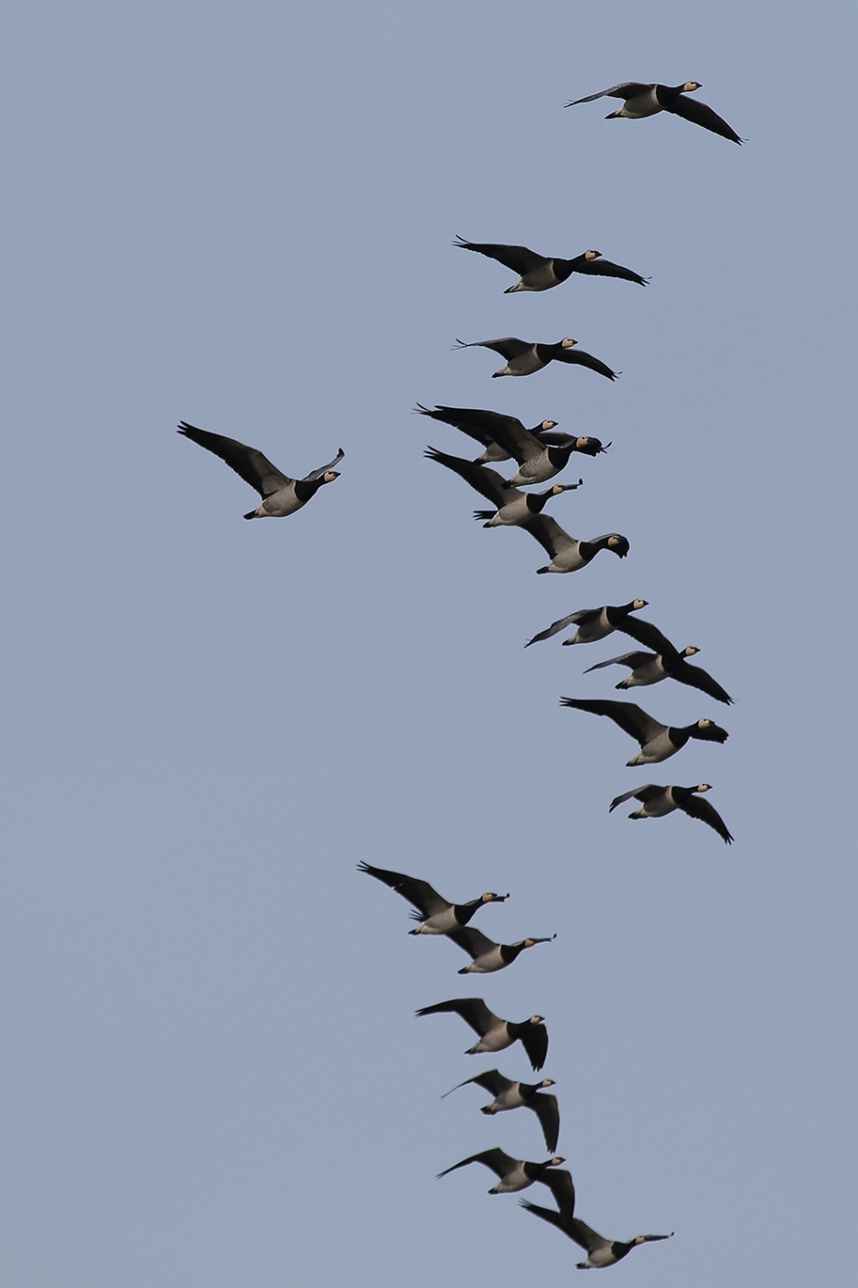 brandganzen - Vogels - 