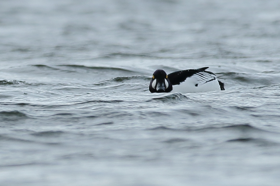 brilduiker -m- - Vogels - 